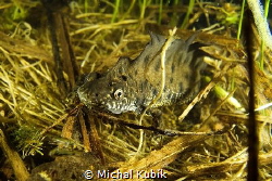 Male great crested newt ( Triturus cristatus ) in mating ... by Michal Kubík 